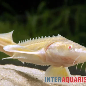 Albino-Sterlet, Acipenser ruthenus albino (Kaltwasser), 35-40 cm Neu
